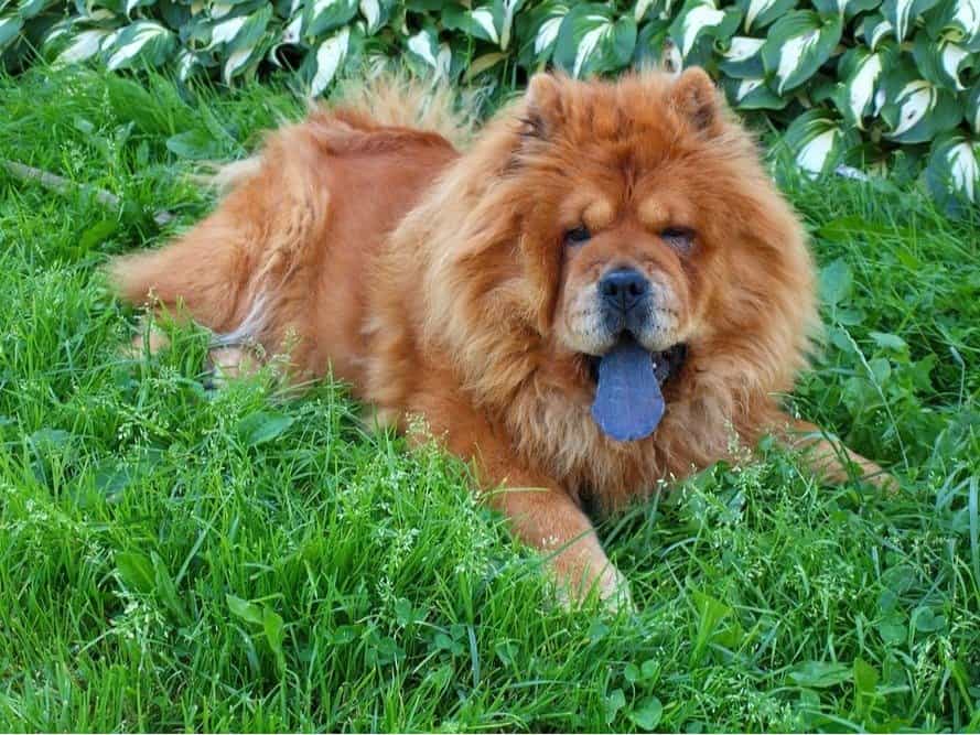 Brown chow chow dog lying in the grass.
