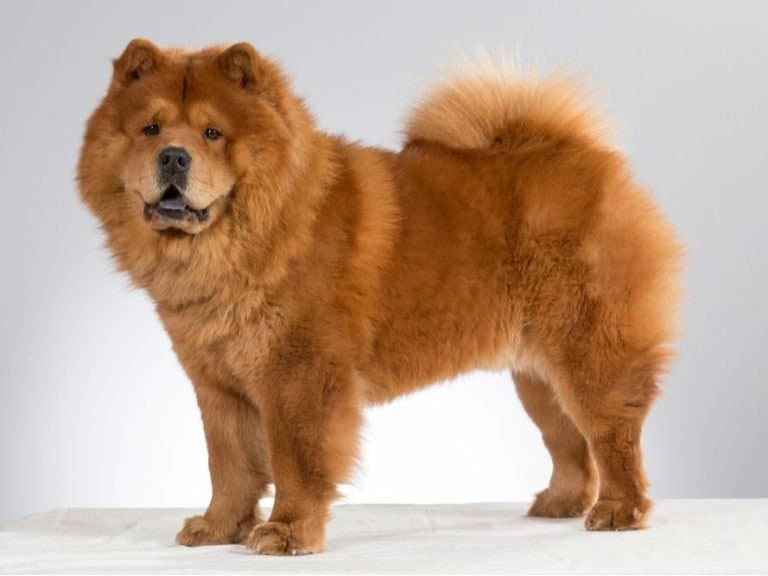 Chow Chow dog portrait in a studio. The dog is standing against white background.