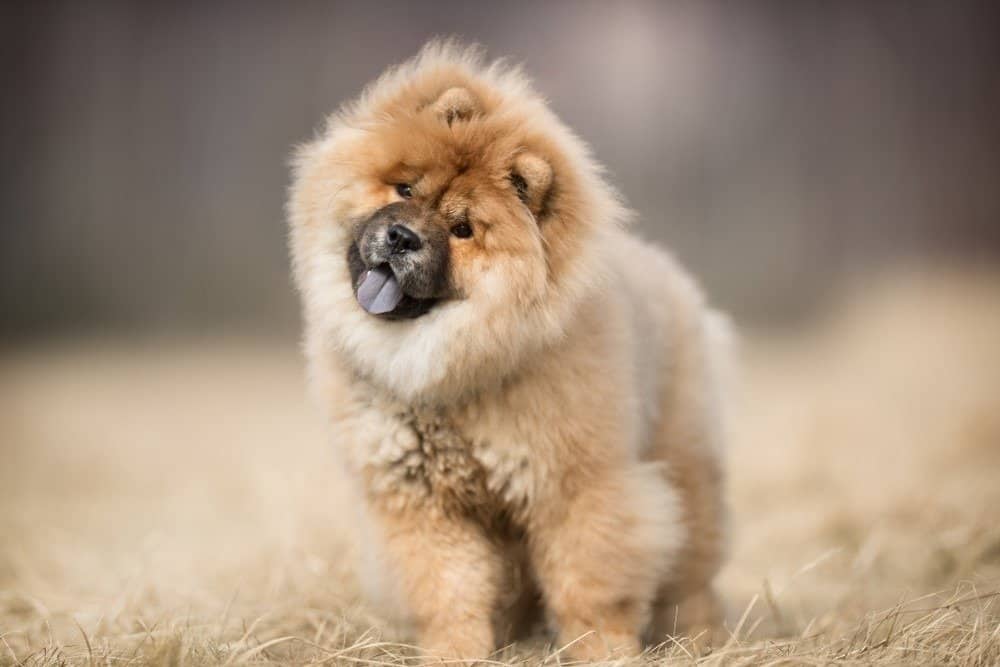 Chow chow puppy standing in a field.