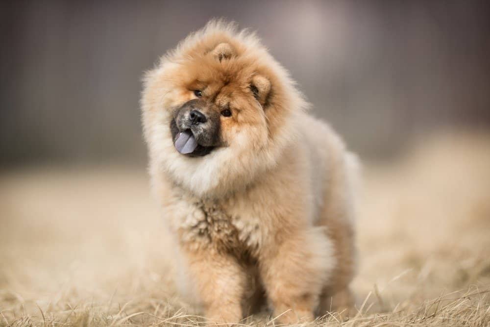 chow chow doll