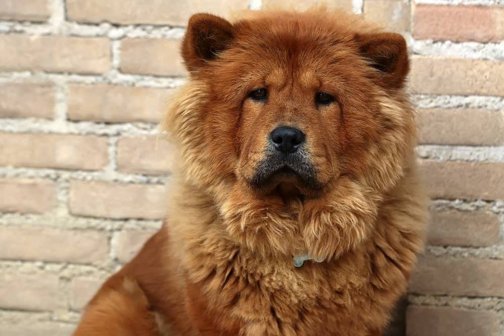 Closeup portrait of Chow Chow