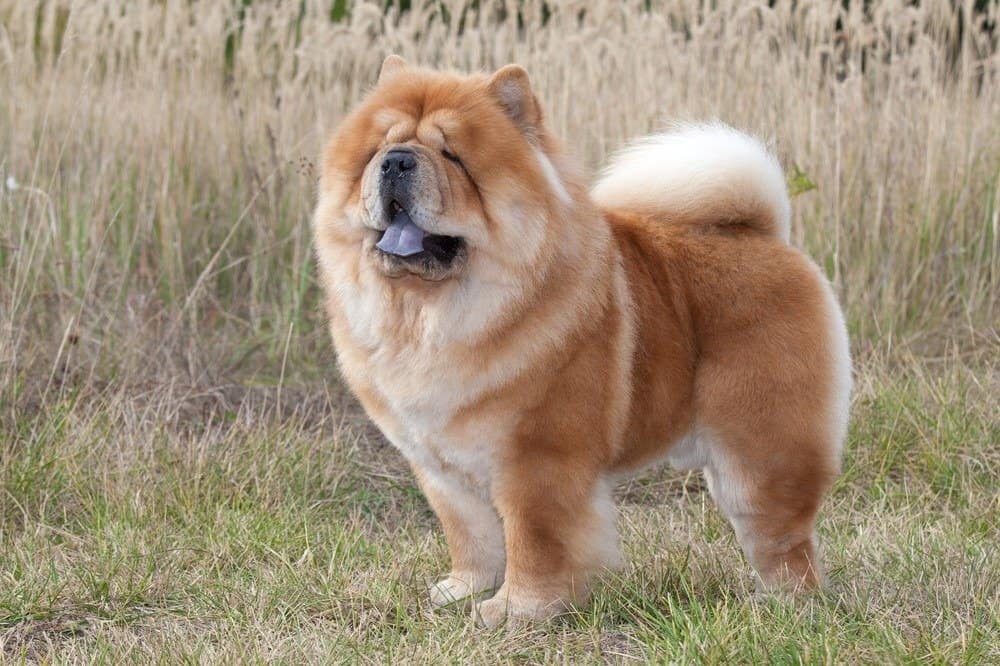 Purebred Dog Chow Chow standing in field
