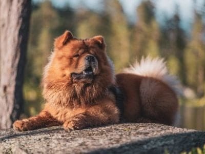 Chow Chow Picture