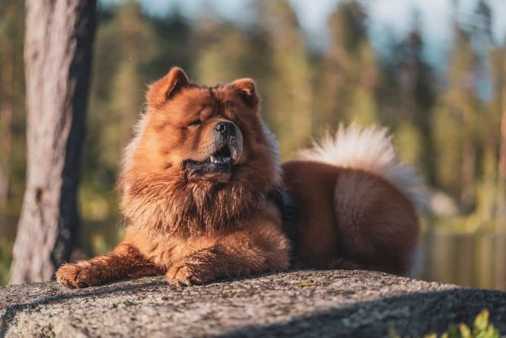 is a chow chow a good family dog