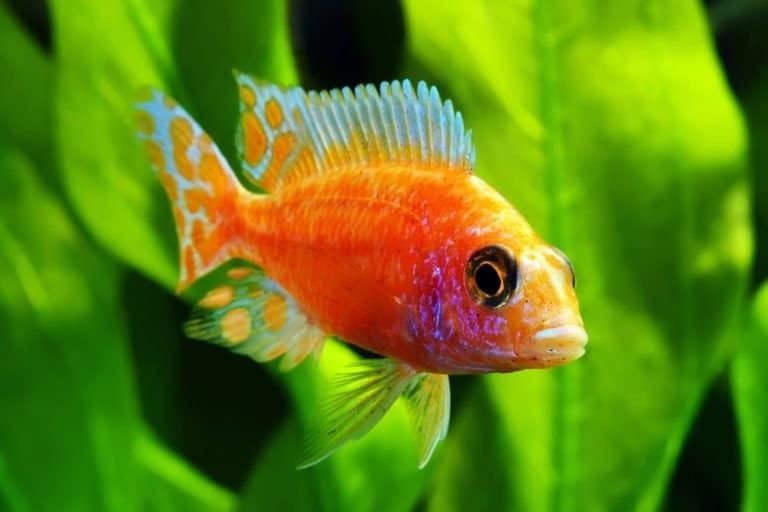 A brightly colored Strawberry Peacock African Malawi Cichlid swimming in an aquarium