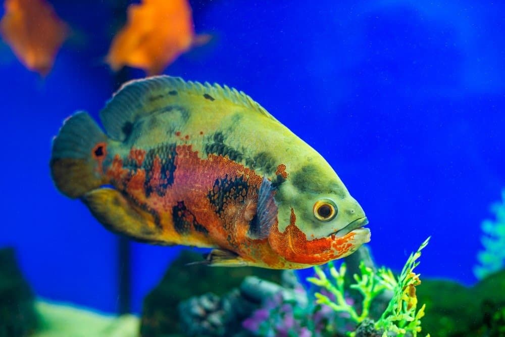 An oscar swimming in an aquarium