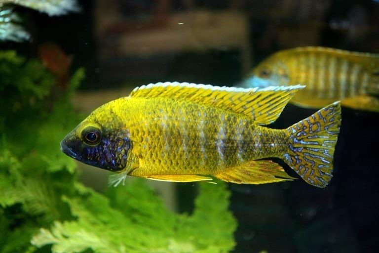 The Yellow Peacock cichlid in a fish tank, is endemic to Lake Malawi, Africa.