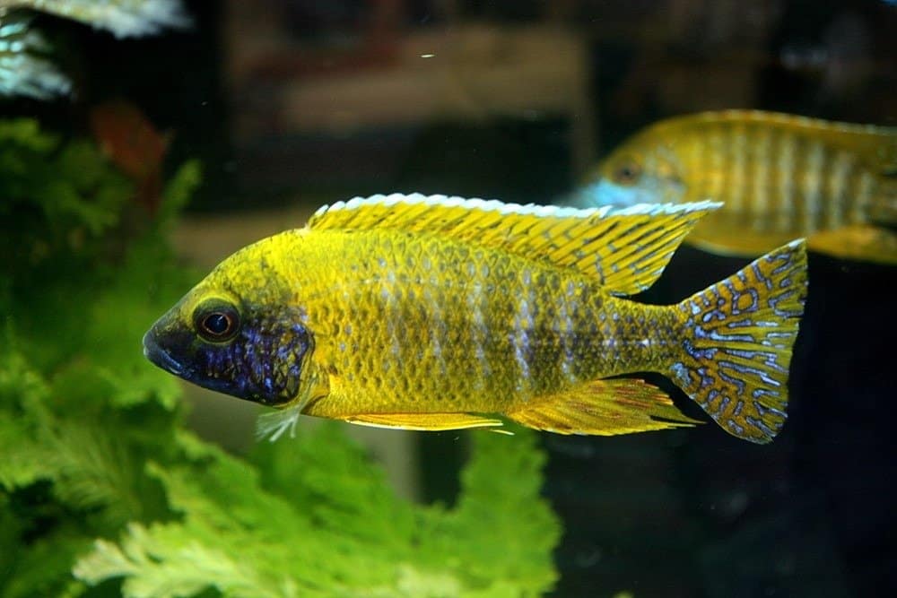 The Yellow Peacock cichlid in a fish tank, is endemic to Lake Malawi, Africa.