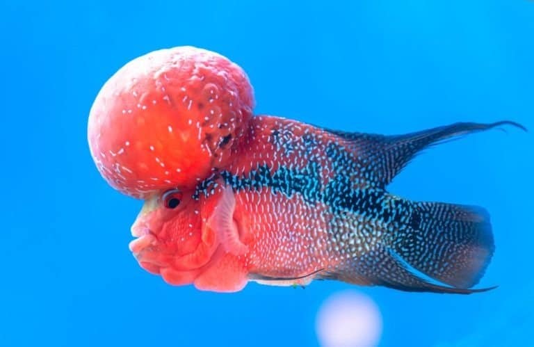 Flowerhorn Cichlid swimming in fish tank.