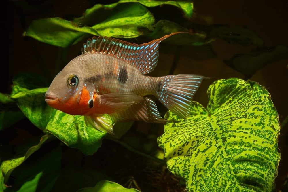 Cichlid Firemouth đực