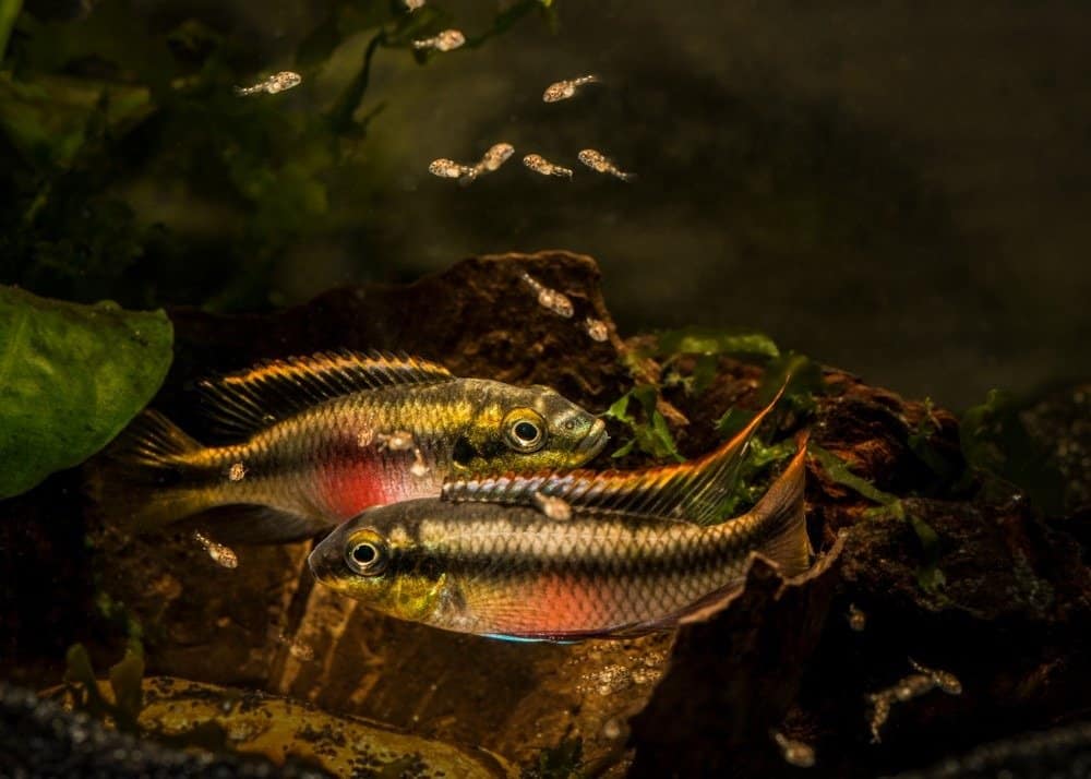Cichlid - Kribensis Pelvicachromis pulcher pair guarding young fry
