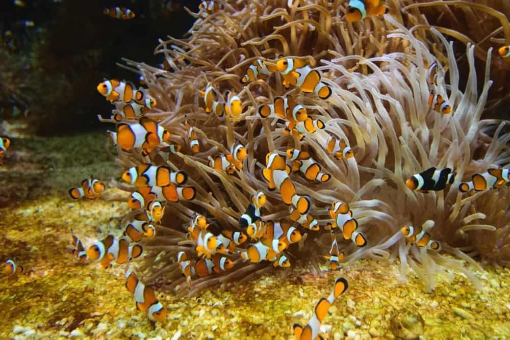 A school of Clownfish and Anemone