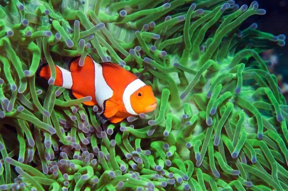 Green anemone and Clownfish fish