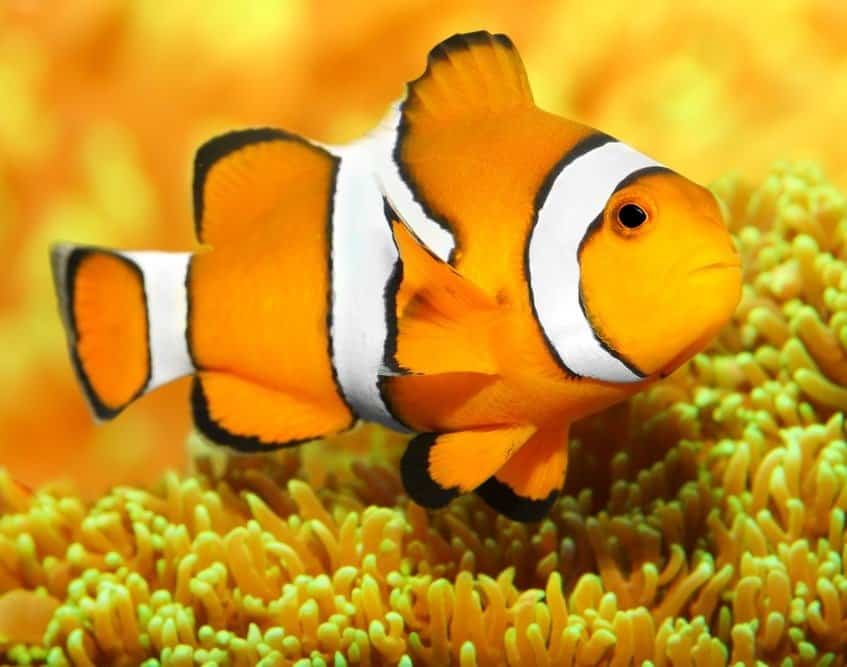 Cá rạn san hô nhiệt đới - Clownfish