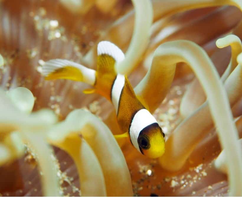 Close up of a cute baby Clownfish
