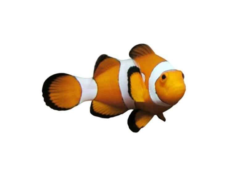 Clownfish isolated on white