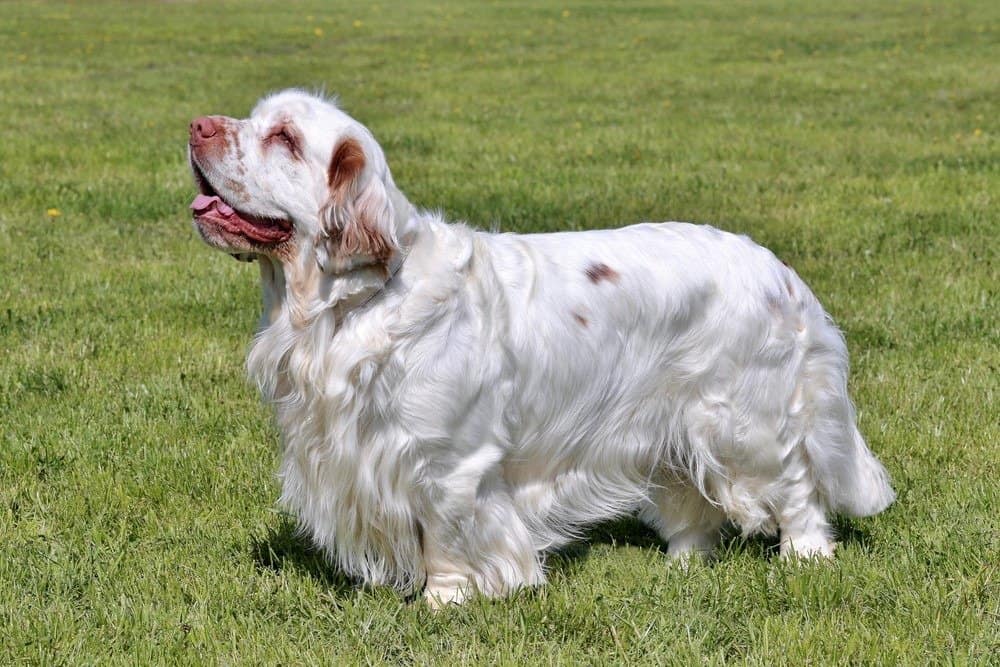 Clumber spaniel standing on grass