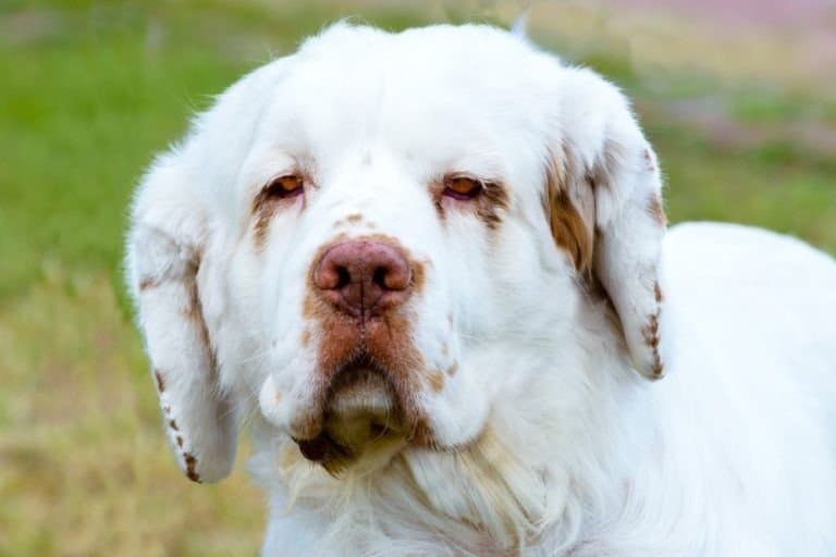 Clumber Spaniel full face portrait. The Clumber Spaniel stands on the grass in the park.