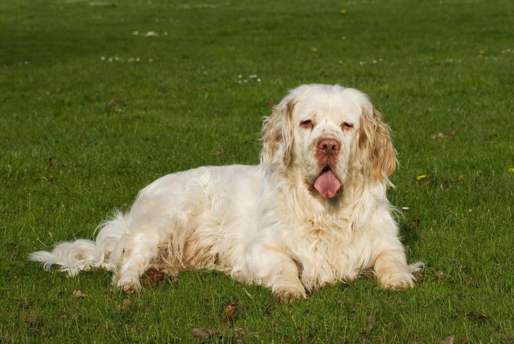 Clumber spaniel in a meadow