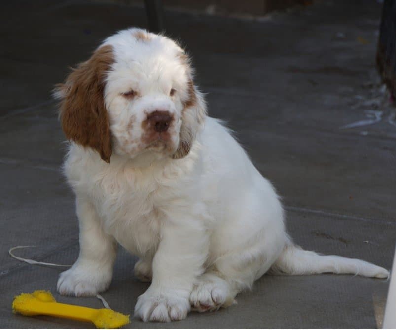 The cuteness of a Clumber Spaniel Puppy