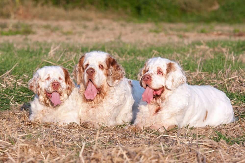 Portrait of three nice clumber spaniel