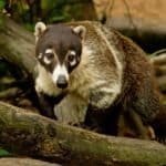 Coati