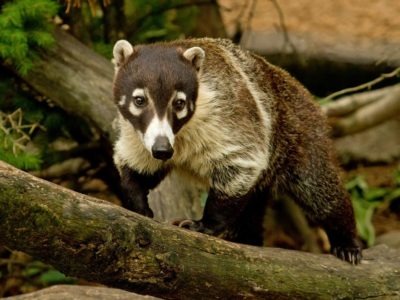 Wildlife in French Guiana - Types of French Guianese Animals - AZ Animals
