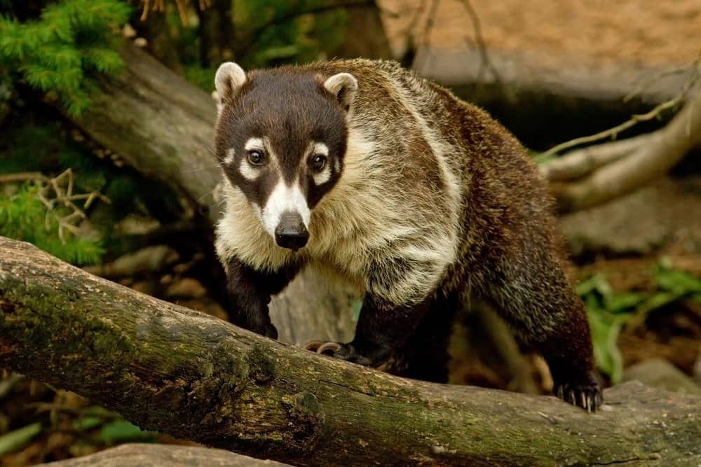 White Nosed Coati