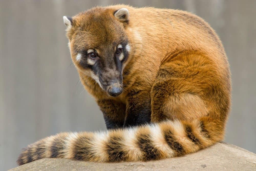 South American coati (Nasua nasua) sits alone