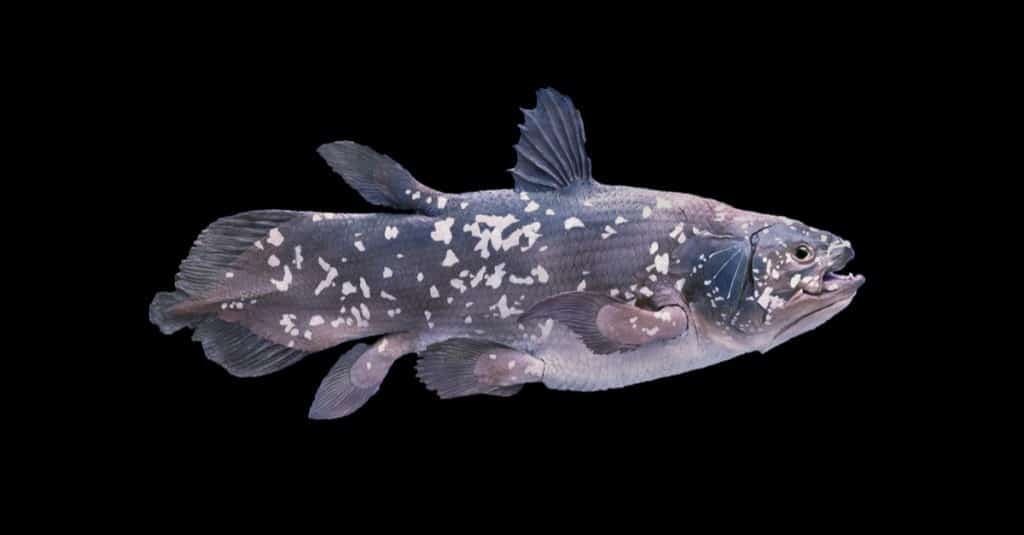 Coelacanth living fossil