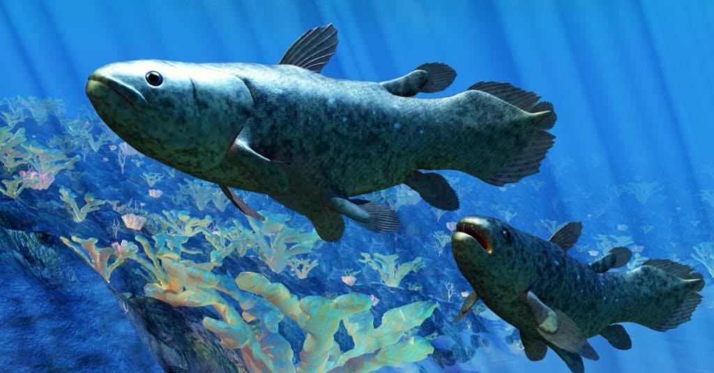 Coelacanth pair underwater