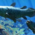 Coelacanth