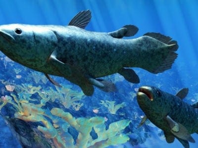 A Coelacanthiformes