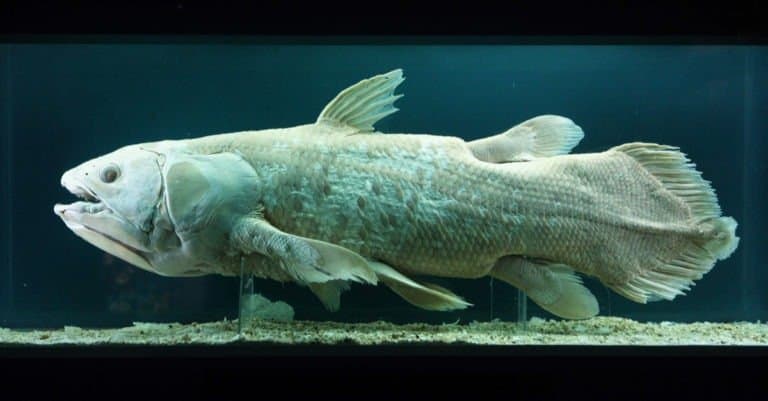 Coelacanth living fossil in the Venice Museum