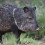 Collared peccary