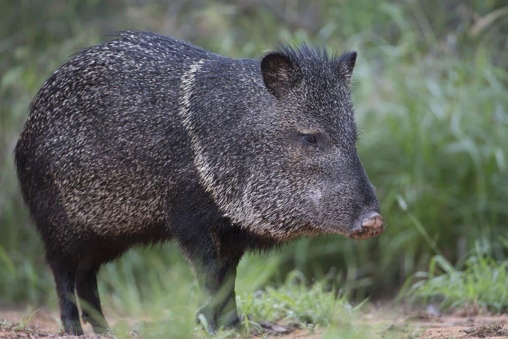 Collared Peccary in Rio Grande Valley of southern Texas