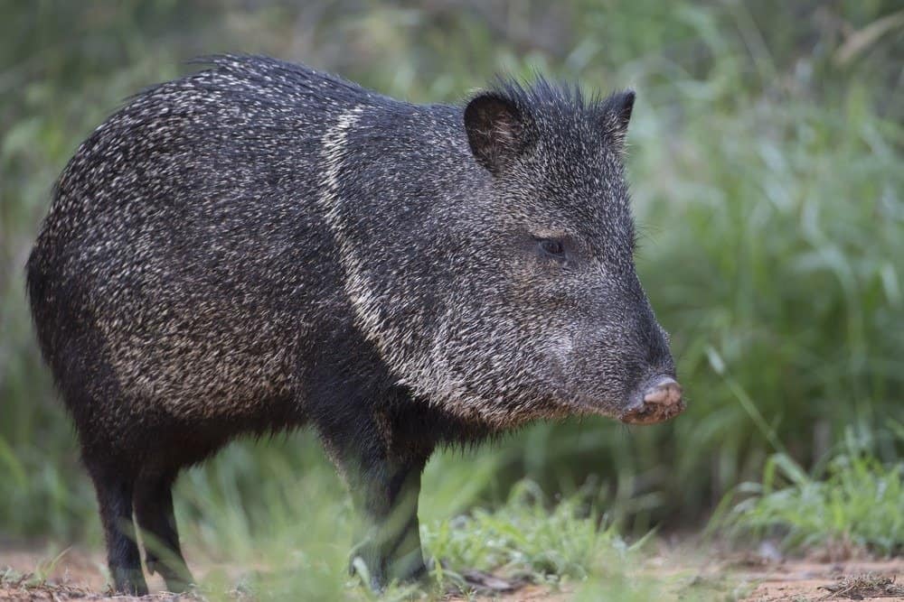 collared-peccary-animal-facts-pecari-tajacu-a-z-animals