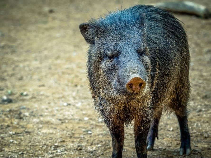 what-is-peccary-leather-leather-facts