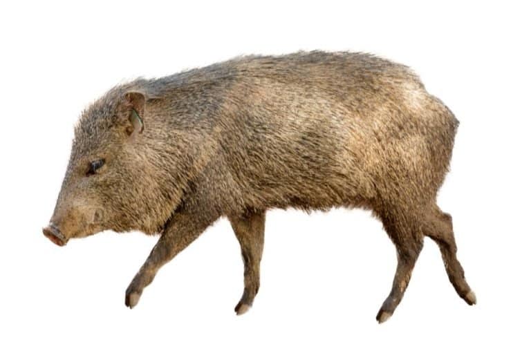 Collared Peccary, walking to side over white background