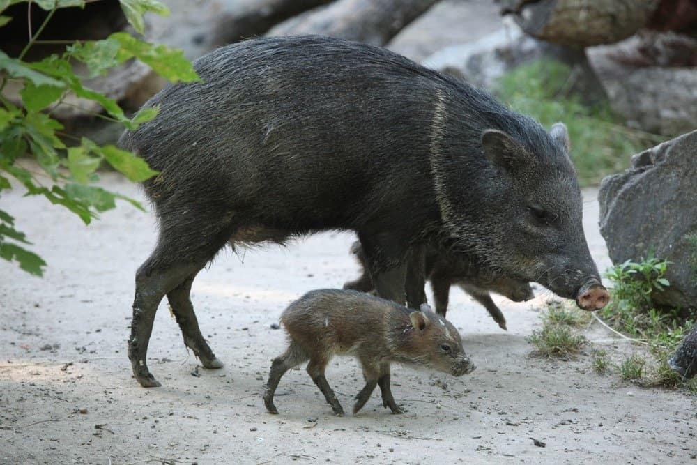 Collared peccary (Pecari tajacu) with its baby.