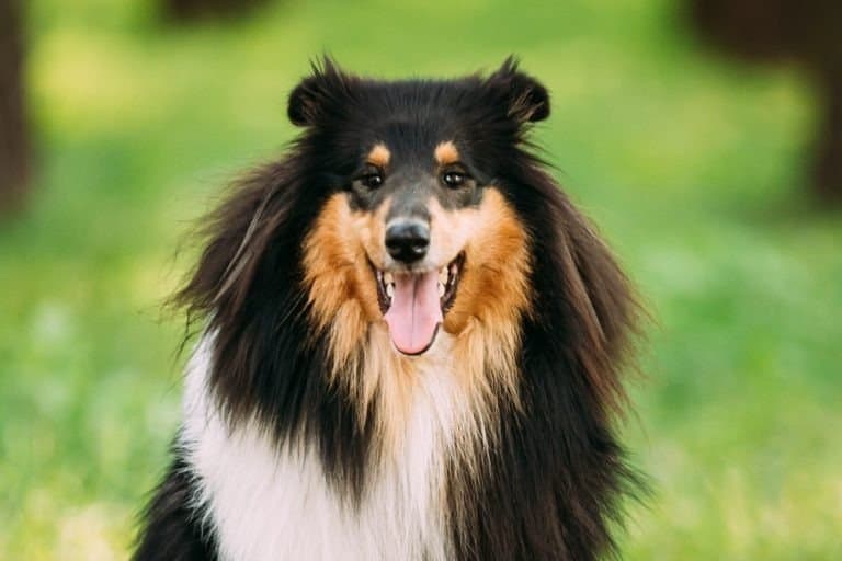 Tricolor Rough Collie, Scottish Collie, Long-Haired Collie, English Collie, Lassie Adult Dog