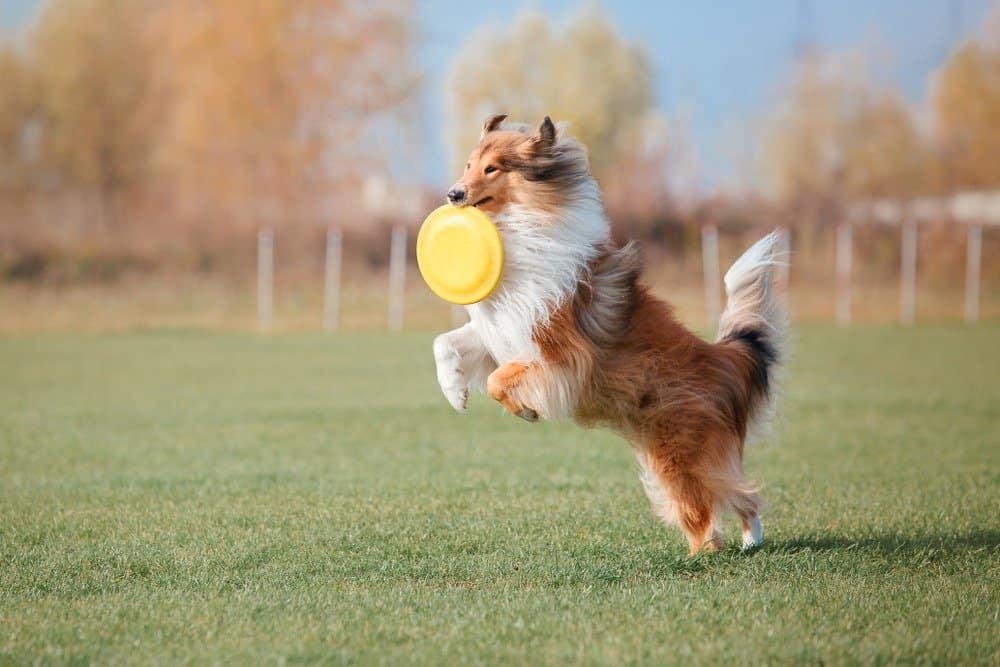 The Rough Collie dog catching a plastic disc