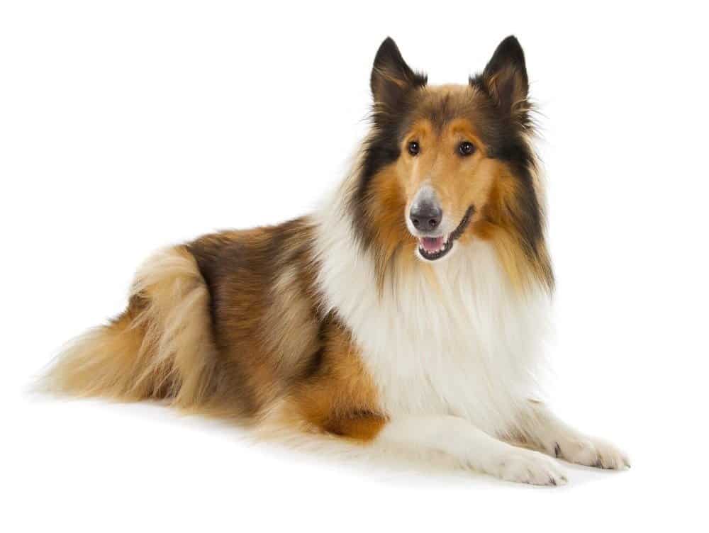 Rough Collie or Scottish Collie isolated over white background