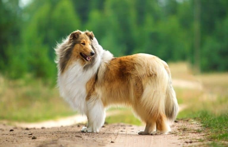 Rough collie standing outside