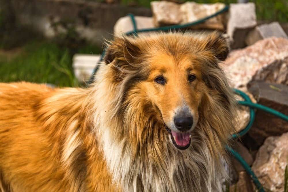 Tricolor Rough Collie, Funny Scottish Collie, Long-haired Collie, English Collie, Lassie Dog Sitting Outdoors In Autumn Day. Close Up Portrait.