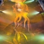 Colossal squid
