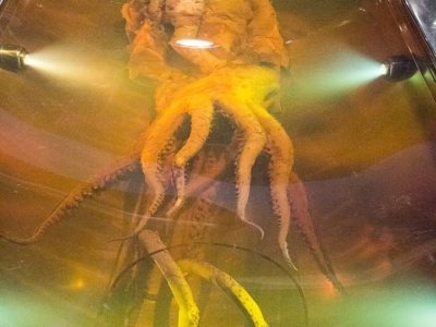 Colossal Squid preserved in Wellington's Te Papa Museum