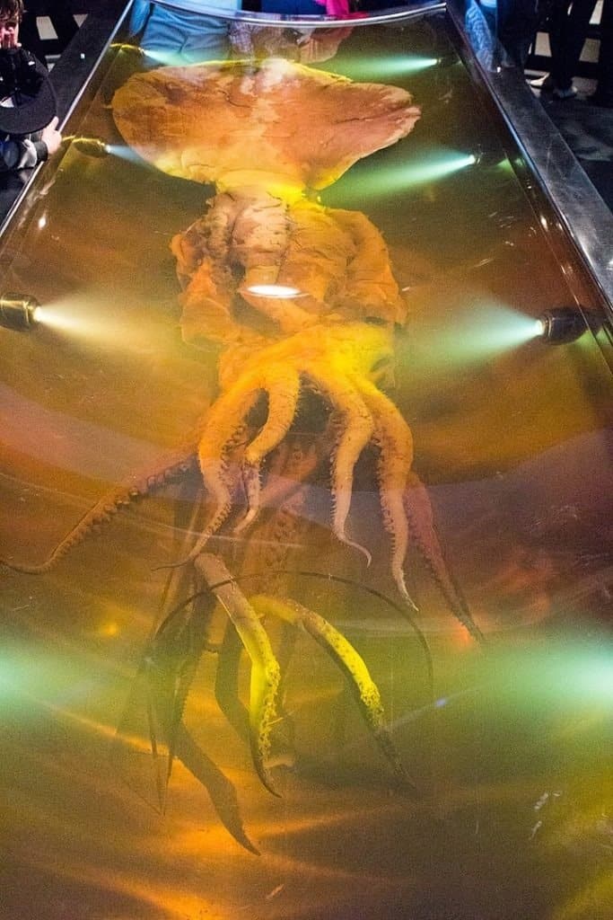 Giant squid preserved at Te Papa Museum in Wellington