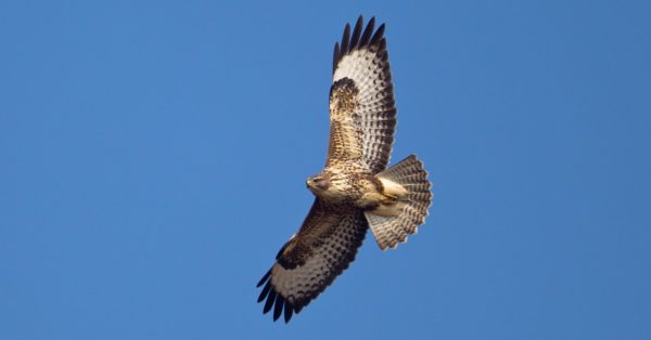 Common Buzzard - A-Z Animals