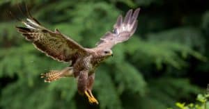 Common Buzzard (Buteo buteo) flying in the forest of Noord Brabant in the Netherlands